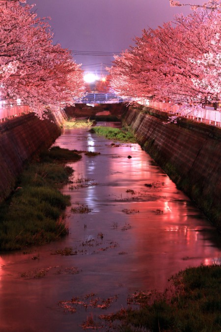 9絵下谷川の桜